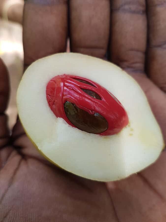 Zanzibar full day Jozani forest + Spice farm and stone town - A One-Day Plan That Ties Together Jozani, Spices, and Stone Town
