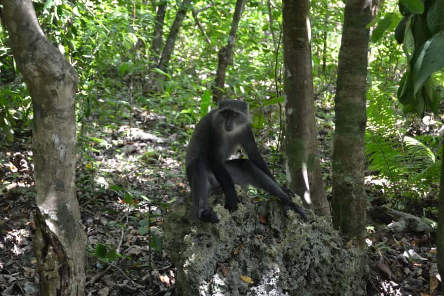 Zanzibar full day Jozani forest + Spice farm and stone town - Mangrove Bridge Walk and Butterfly Center: Wildlife Watching Without the Damage