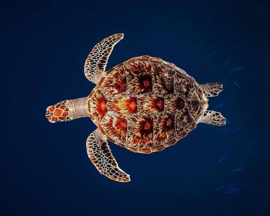 Zanzibar: Jozani Forest, Kuza Cave and Stand Up Paddle Tour - Salaam Cave sea turtle swim off Kizimkazi