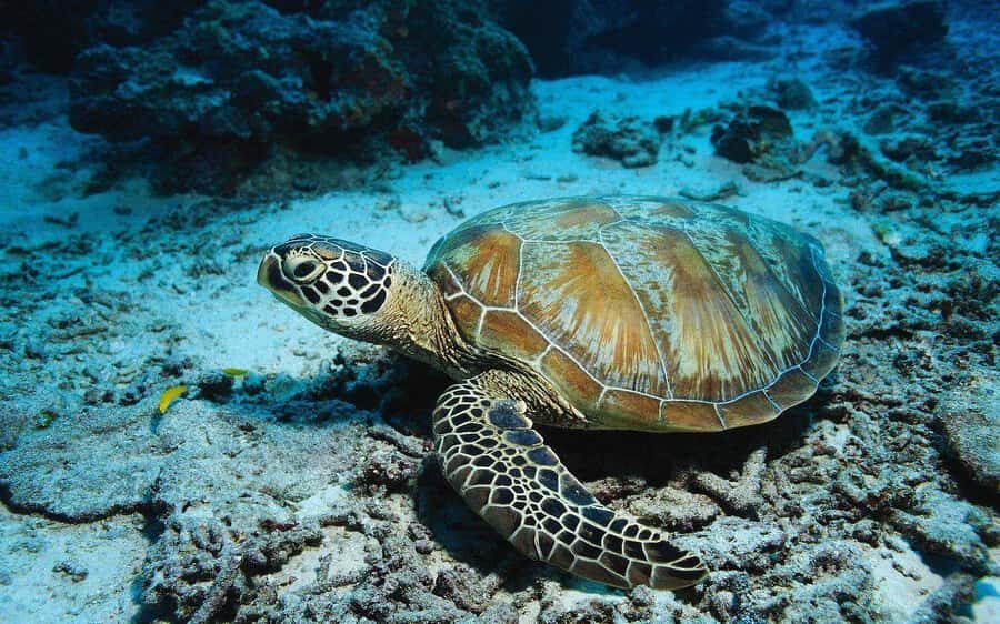 Zanzibar: Jozani Forest, Kuza Cave and Stand Up Paddle Tour - Price and value: what $150 per person really buys