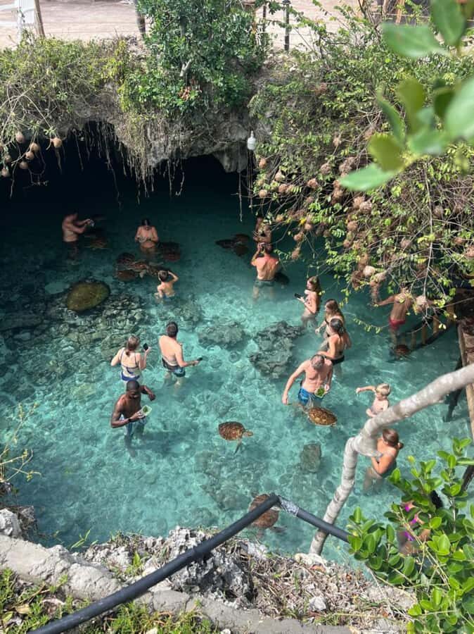 Zanzibar: Jozani Forest & Sea Tortoises Sanctuary Tour - Mangrove trails: black crabs, wooden boards, and the quiet kind of magic