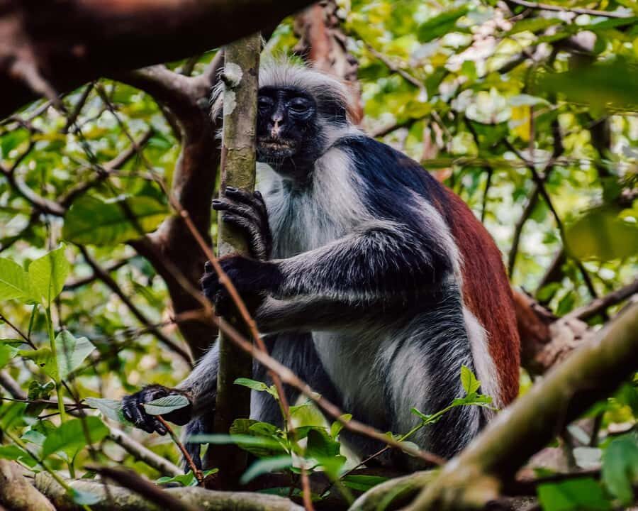 Zanzibar: Jozani Forest & Sea Tortoises Sanctuary Tour - Timing and logistics: what a 5.5–6 hour day really means