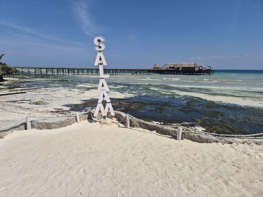 Zanzibar: Jozani Forest & Sea Tortoises Sanctuary Tour - Jozani National Park: spotting Zanzibar’s primates and learning the small stuff