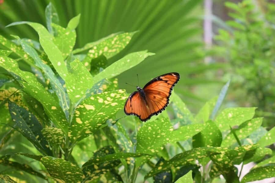 Zanzibar: Jozani forest tour & Spice farm tour with lunch - Photos, Timing, and What to Bring for a 6-Hour Day