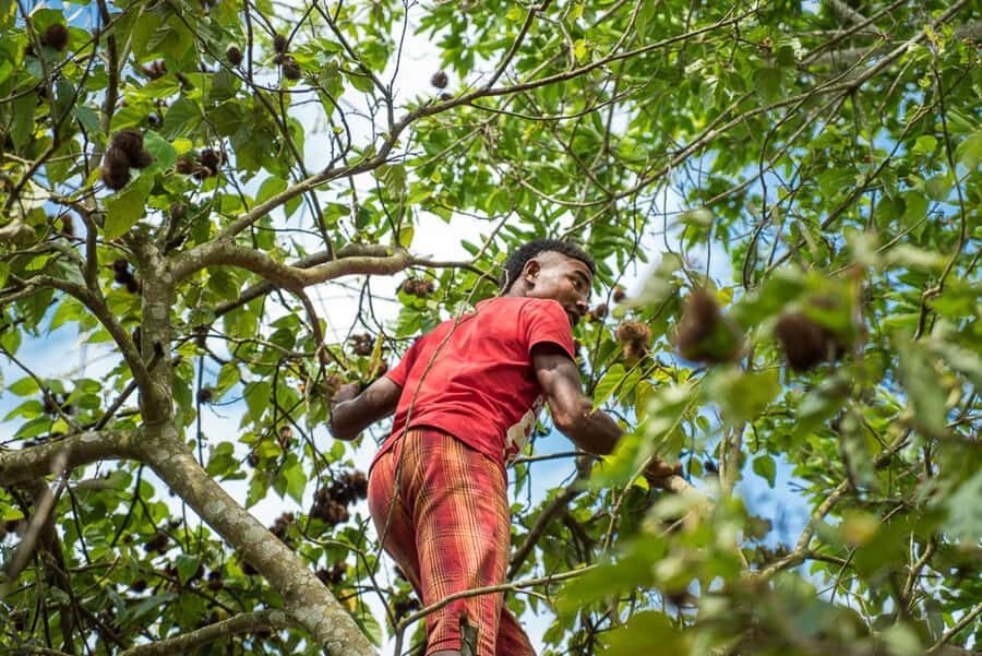 Zanzibar: Jozani forest tour & Spice farm tour with lunch - Guides, Drivers, and the Quality of Your Day