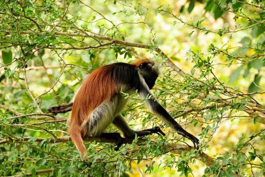 Zanzibar: Jozani forest tour & Spice farm tour with lunch - The Spice Farm Walk: More Than Smelling Bottles