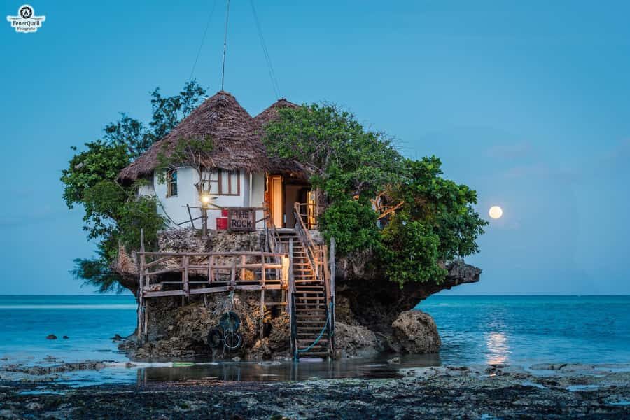 Zanzibar: Jozani Forest,Red colobus,the Rock Restaurant tour - Mangroves and trees: learning that actually changes what you see