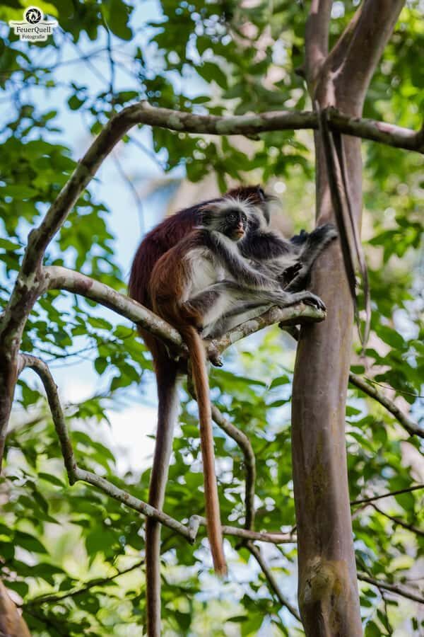 Zanzibar: Jozani Forest,Red colobus,the Rock Restaurant tour - How the timing fits a half-day day trip