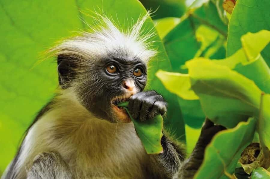 Zanzibar: Jozani nature walk and wildlife tour - Key Highlights You’ll Actually Care About