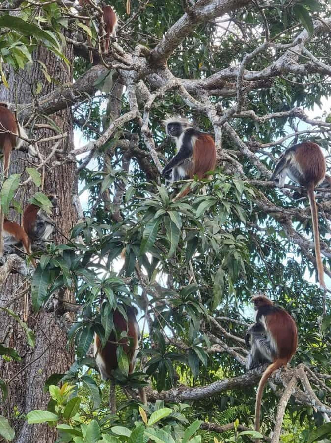 Zanzibar: Jozani nature walk and wildlife tour - Jozani Red Monkeys: What You’re Looking For on the Walk