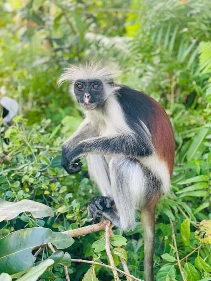Zanzibar: Jozani nature walk and wildlife tour - Timing and Pace: How 3 Hours Can Feel Just Right or Slightly Tight