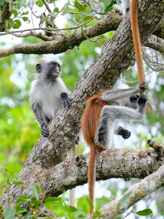 Zanzibar: Jozani nature walk and wildlife tour - Pickup, Transport, and What the Group Experience Feels Like