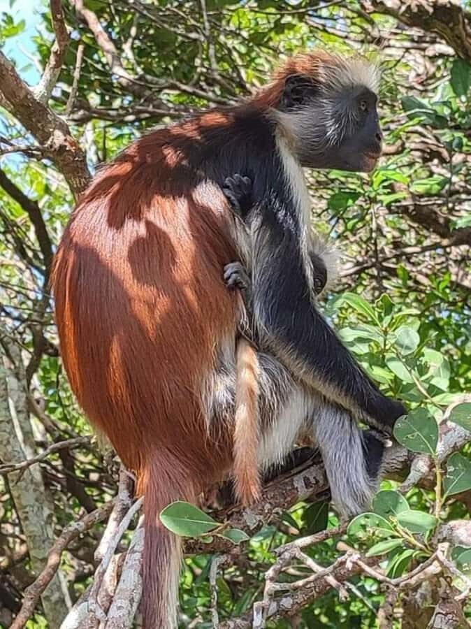 Zanzibar: Jozani nature walk and wildlife tour - Guide Quality Makes or Breaks a Wildlife Walk