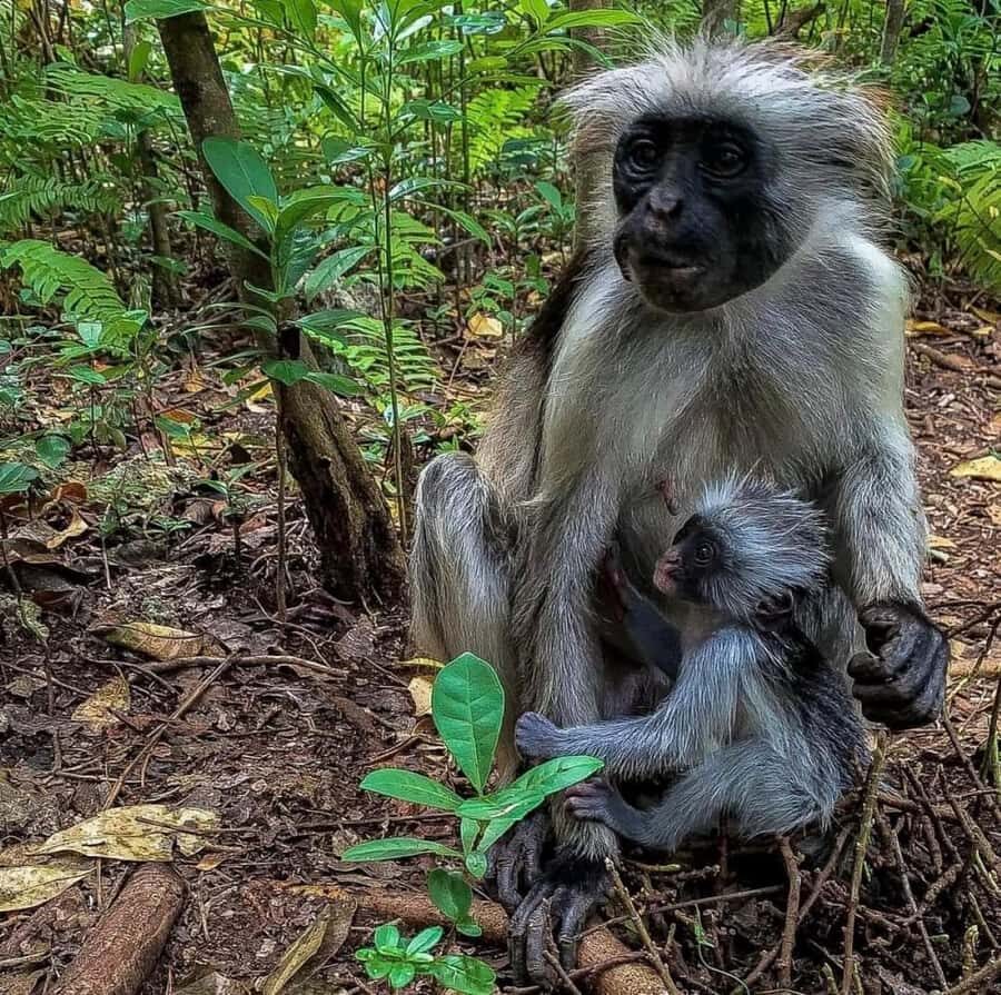 Zanzibar: Jozani nature walk and wildlife tour - Weather, Humidity, and What to Bring (So You Enjoy It)