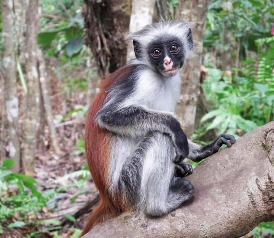 Zanzibar: Jozani nature walk and wildlife tour - Who This Tour Suits Best