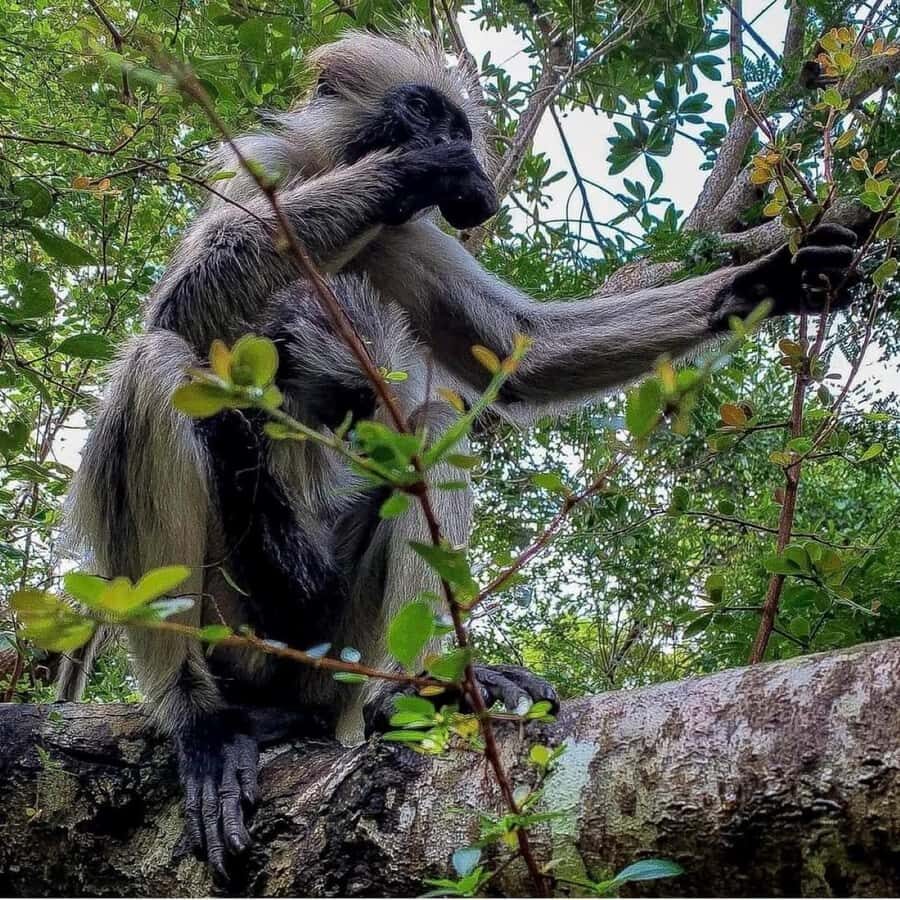 Zanzibar: Jozani nature walk and wildlife tour - Should You Book Jozani Forest and Mangroves?