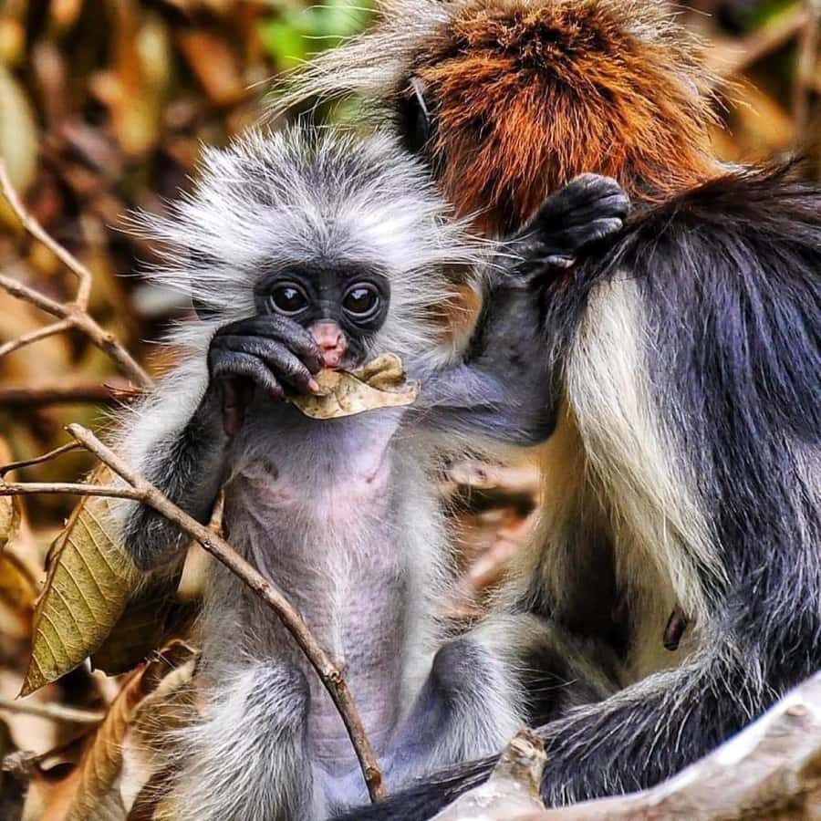 Zanzibar: Jozani nature walk and wildlife tour - Mangrove Area After the Forest: The Lesson You Get in Less Than an Hour