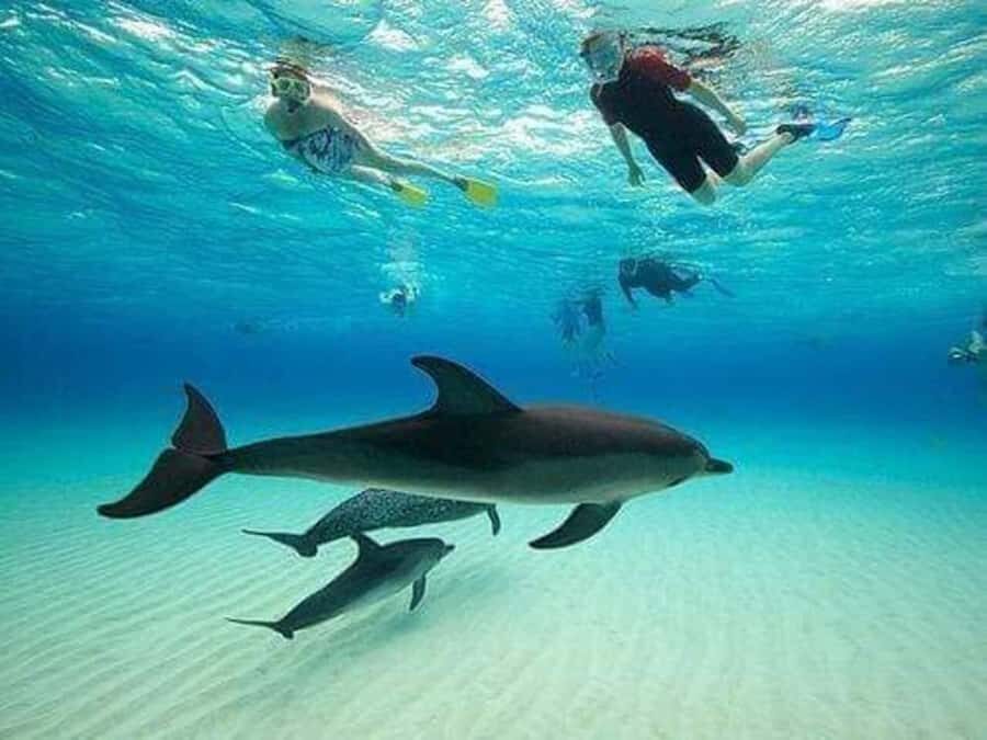 ZANZIBAR : Mnemba Dolphin and Snorkeling Tour - Entering the water at Mnemba Atoll: dolphins plus reef time