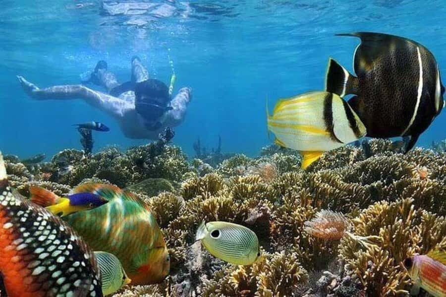 ZANZIBAR : Mnemba Dolphin and Snorkeling Tour - Mnemba Island photo stop vs. real access (the private-land twist)