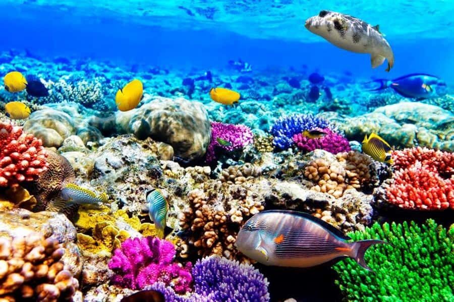 Zanzibar: Mnemba Island Atoll Guided Day Trip - Key highlights worth planning around