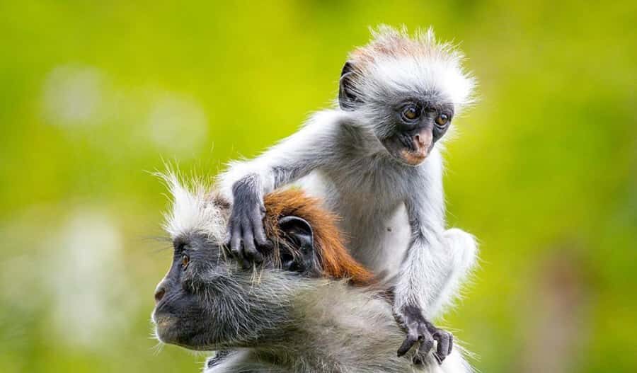 Zanzibar: Mnemba Island Atoll Guided Day Trip - A 9-hour sampler of Zanzibar: Mnemba, Jozani, Kuza, Paje