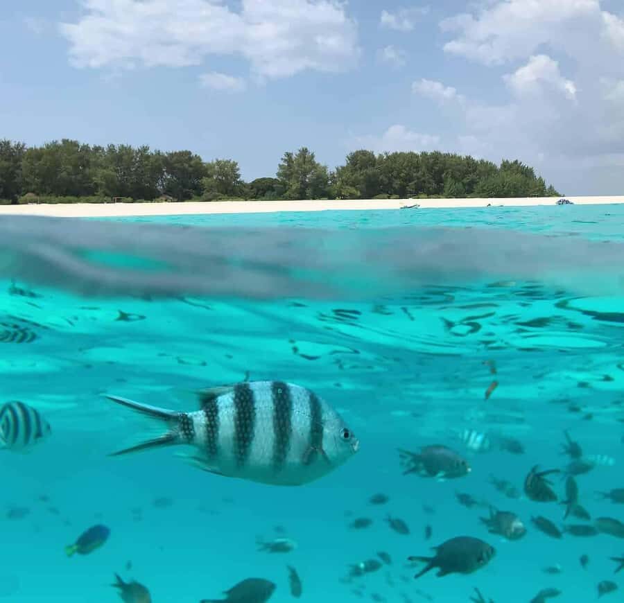 Zanzibar: Mnemba Island Dolphin and Snorkeling Tour - Key Things I’d Actually Plan Around