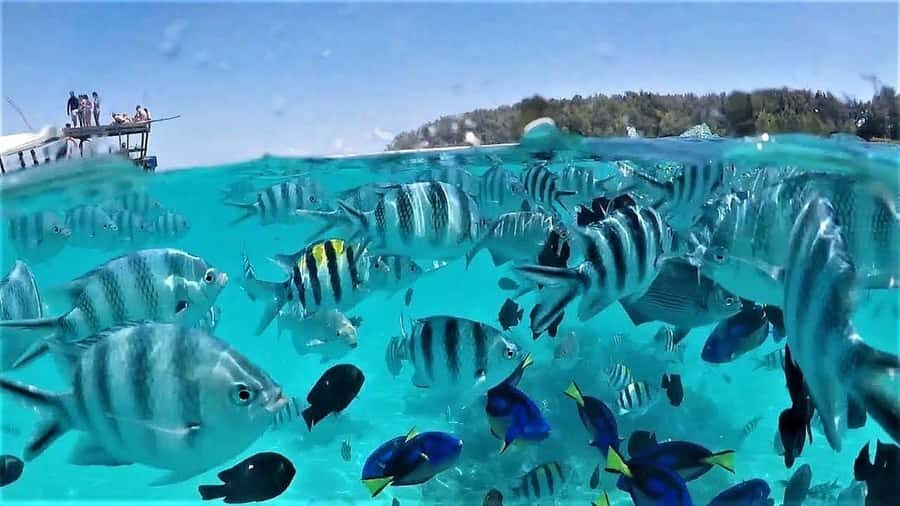 Zanzibar: Mnemba Island Dolphin and Snorkeling Tour - Mnemba Atoll Snorkeling: What “Beginner-Friendly” Means in Practice