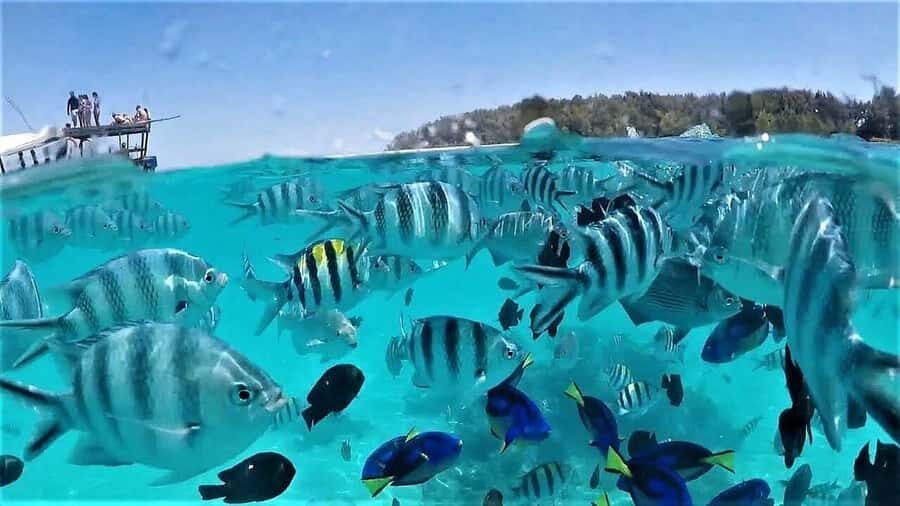 Zanzibar: Mnemba Island & Jozani Forest Tour with Turtles - A Tight Full-Day Loop on Zanzibar: Ocean First, Forest Next