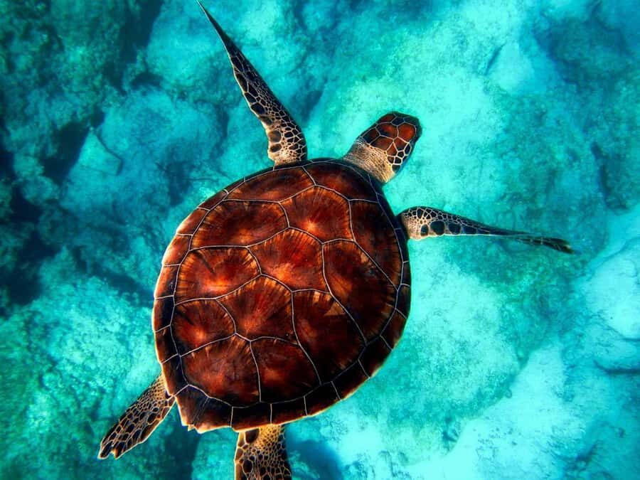 Zanzibar: Mnemba Island, Prison Island and Salaam Cave Tour - Kizimkazi Beach and Salaam Cave: swimming with sea turtles