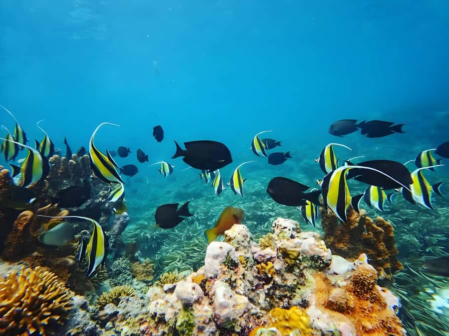Zanzibar: Mnemba Island Snorkeling and Dolphin Tour - Boat Ride Back and Hotel Transfer: Closing the Loop Cleanly