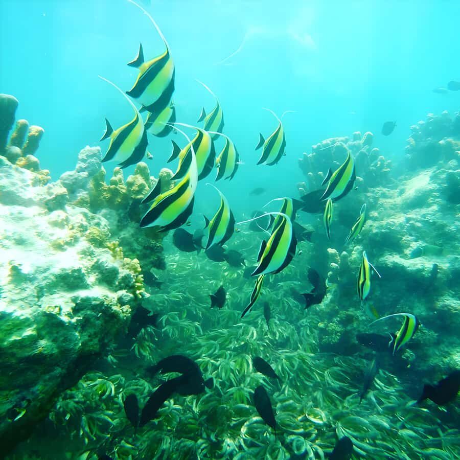 Zanzibar: Mnemba Island Snorkeling and Dolphin Tour - Tips That Make the Day Easier (Bring These)