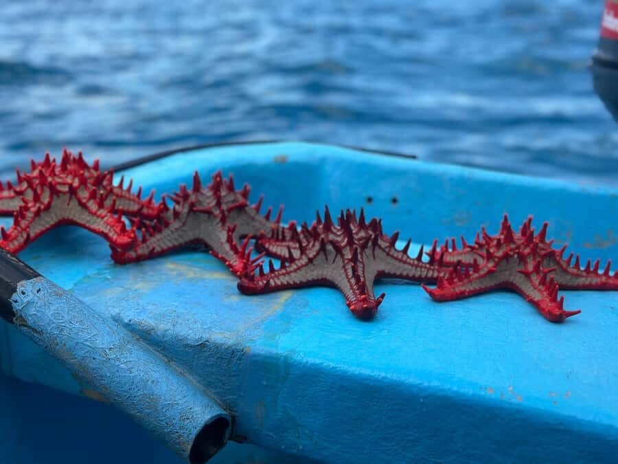Zanzibar: Mnemba Island&Dolphin Swim With Optional Lunch - Time on the schedule: 3.5 to 6 hours means you’ll stay flexible