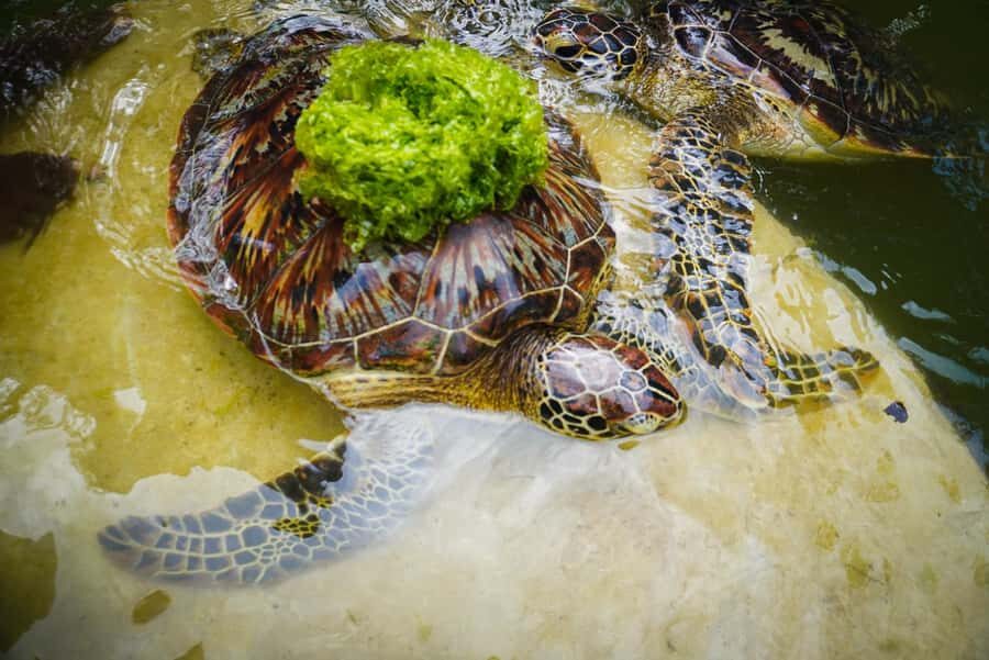 Zanzibar: Nungwi Turtle Aquarium Guided Half-Day Trip - Key highlights you’ll actually care about