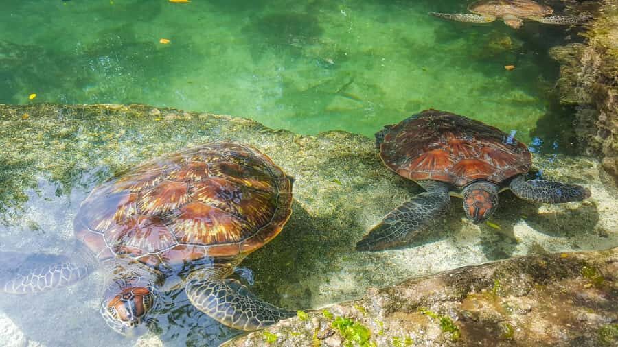 Zanzibar: Nungwi Turtle Aquarium Guided Half-Day Trip - The rehabilitation story and what your ticket supports