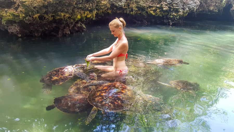 Zanzibar: Nungwi Turtle Aquarium Guided Half-Day Trip - Meeting the turtles: what the lagoon swim and feeding really feel like