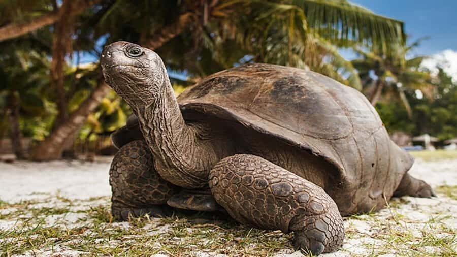 Zanzibar: Prison Island and Nakupenda Sandbank - Key highlights you’ll care about