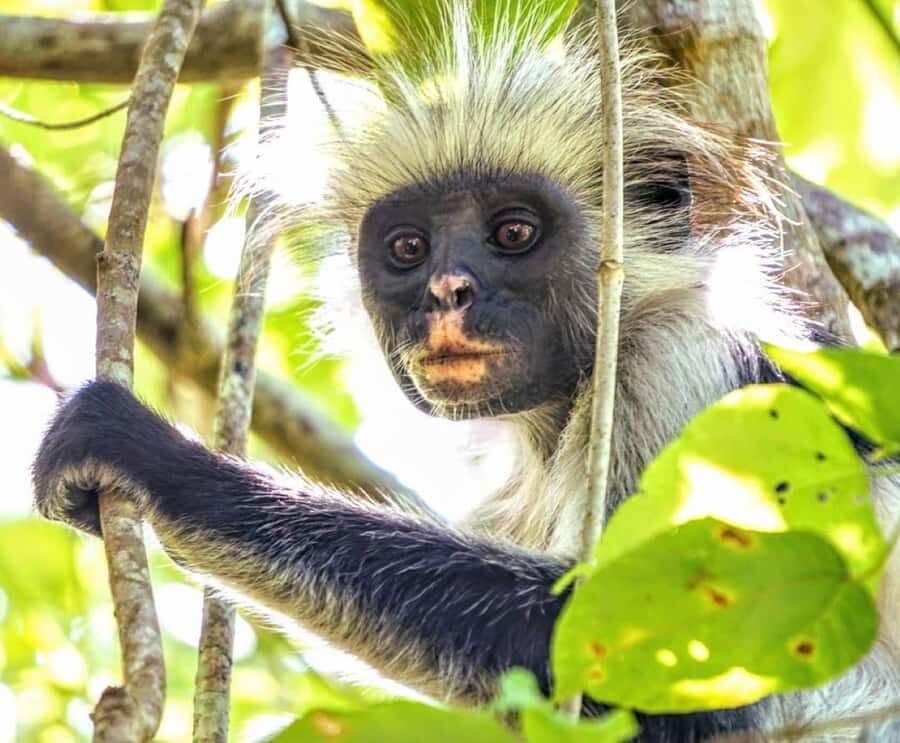 Zanzibar: Prison Island, Monkeys, and Kuza Cave Private Tour - The Rock Restaurant Zanzibar: a view break you can build a meal around