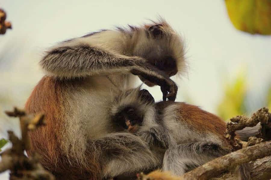 Zanzibar: Prison Island, Monkeys, and Kuza Cave Private Tour - Price and logistics: is $170 per person good value?