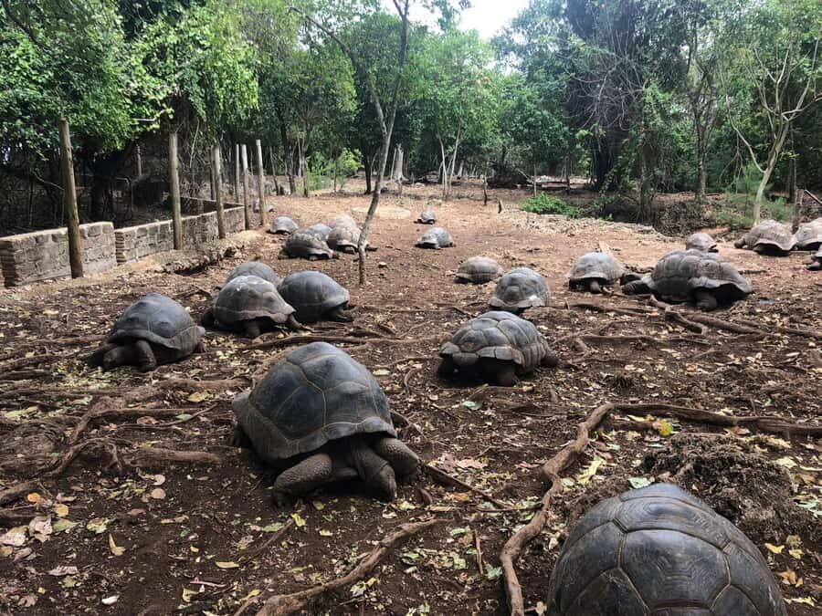 Zanzibar: Prison Island, Stone Town, & Spice Farm Tour - The Real Itinerary Feel: How the Day Flows in Practice