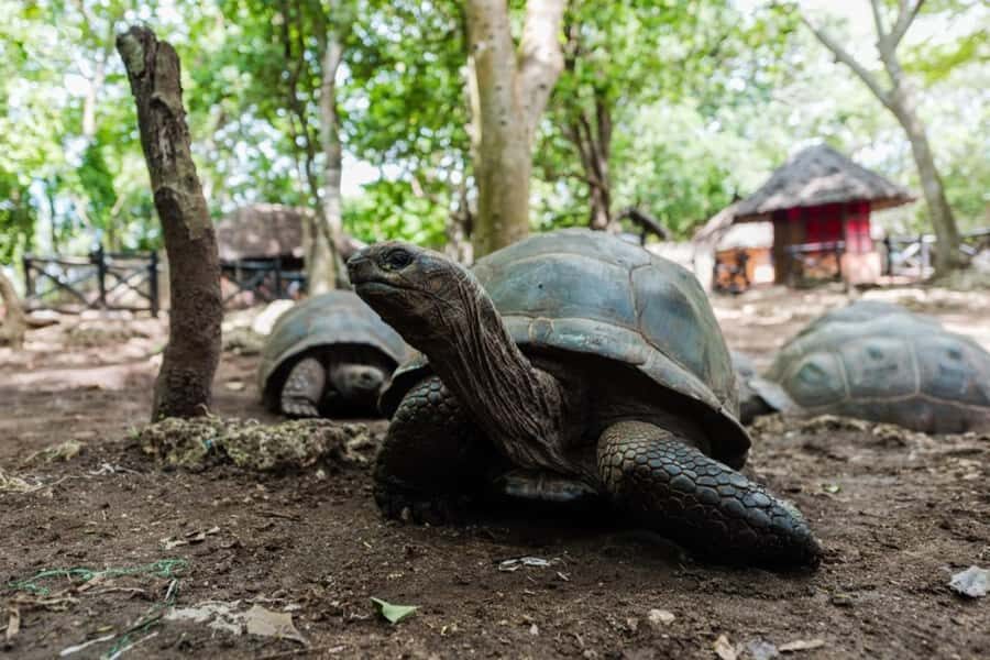 Zanzibar: Prison Island, Tortoise, Jozani Forest Guided Tour - Prison Island: Tortsoise Sanctuary, Captivity-Era Stories, and Island Views