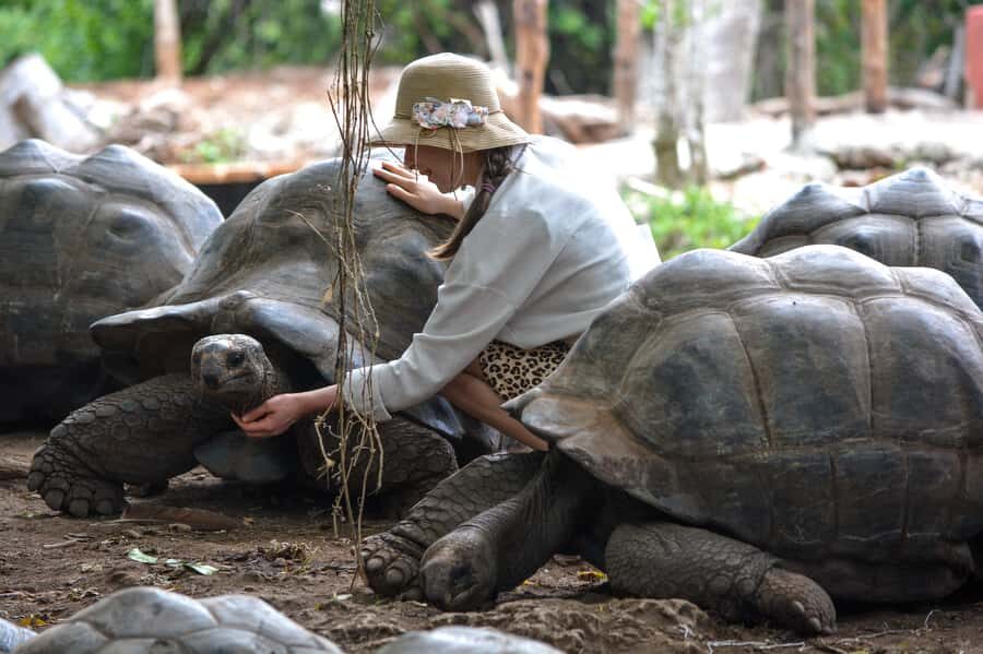 Zanzibar: Prison Island, Tortoise, Jozani Forest Guided Tour - The Tortoise Moment: What You’ll See and What to Watch For