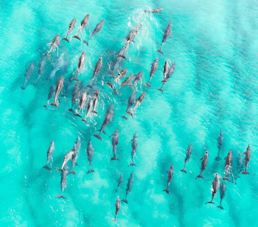 Zanzibar: Private Sail to Pungume Sandbank with BBQ Lunch - Dolphins near Kizimkazi: how spotting works and how to stay flexible
