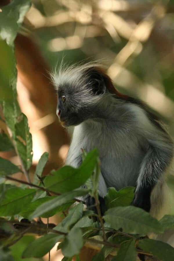 Zanzibar: Red Colobus Monkeys in Jozani Forest Guided Tour - Key things I’d plan around