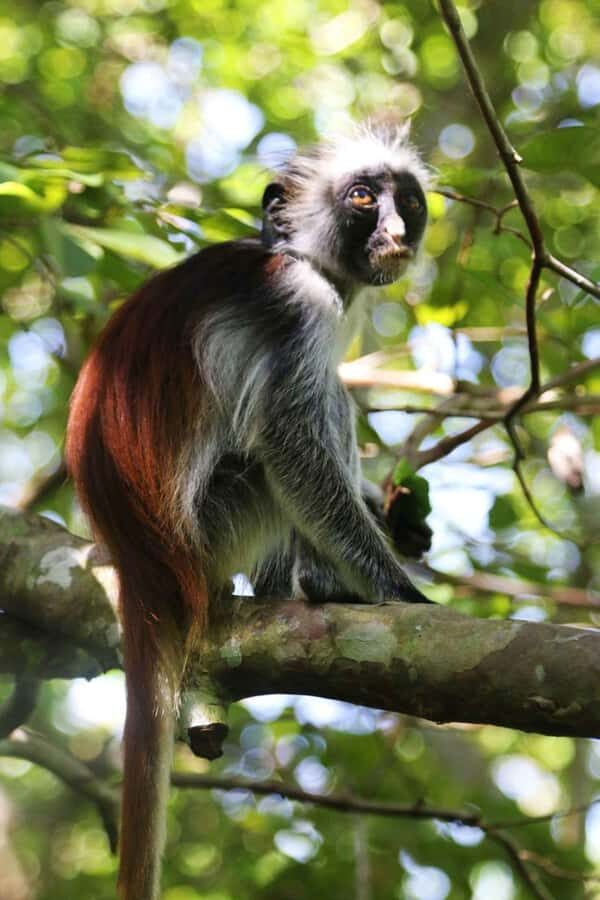 Zanzibar: Red Colobus Monkeys in Jozani Forest Guided Tour - Red colobus monkeys: how to see them well (and keep expectations realistic)