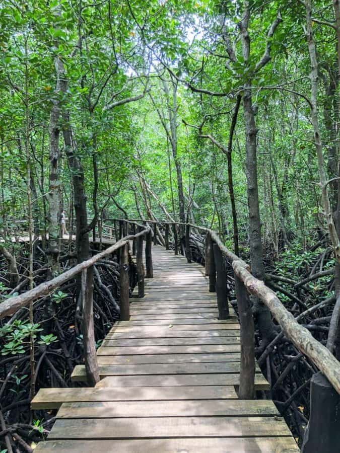 Zanzibar: Red Colobus Monkeys in Jozani Forest Guided Tour - Mangrove forests: the calm contrast you’ll be glad you included