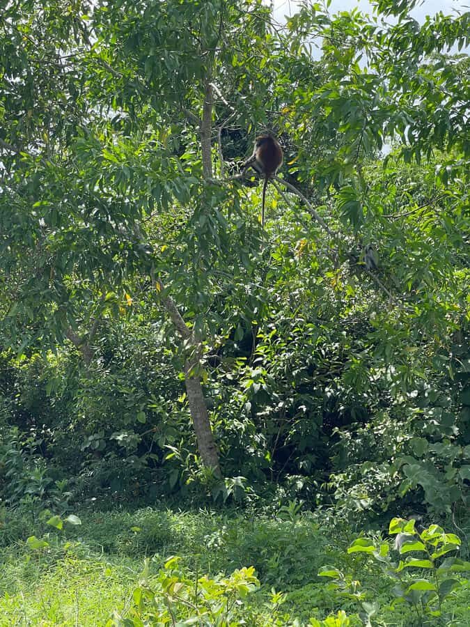 Zanzibar: Red Colobus Monkeys in Jozani Forest Guided Tour - The guide and private-group value: what you gain with one group