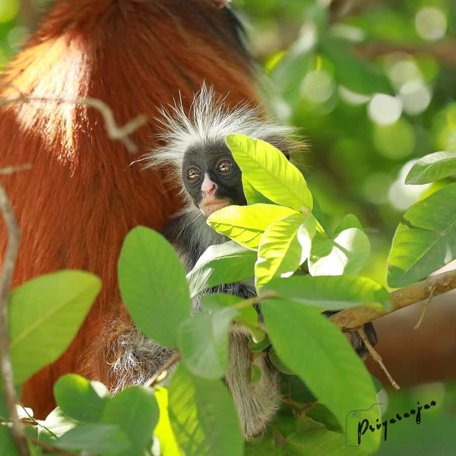 Zanzibar: Red Colobus Monkeys in Jozani Forest Guided Tour - Price and value: is $99 per person fair?