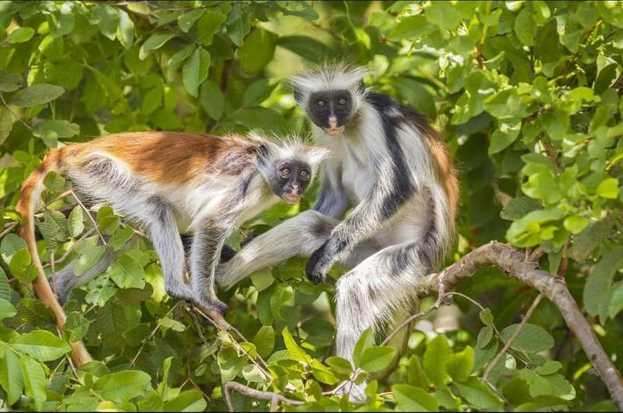 Zanzibar: Red Colobus Monkeys in Jozani Forest Guided Tour - What to bring, and how to handle heat and rain