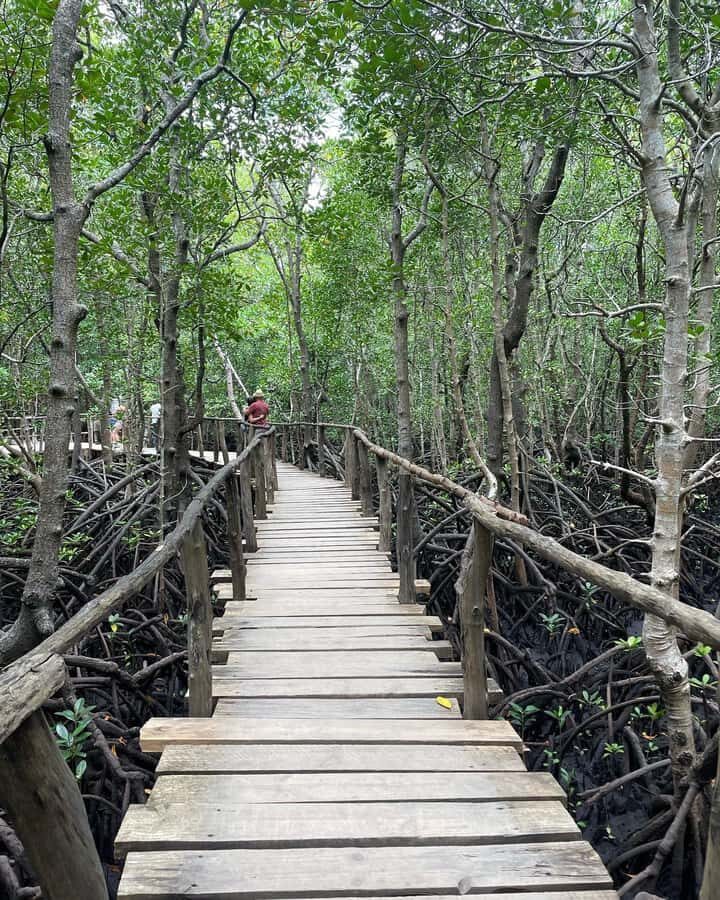 Zanzibar: Red Colobus Monkeys in Jozani Forest Guided Tour - Should you book the Zanzibar red colobus in Jozani Forest?