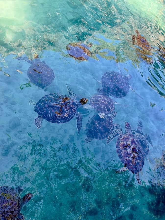 Zanzibar: Sea Turtle Swim at Kizimkazi Salaam Cave Tour - Conservation angle: what you’re supporting (and what to expect)